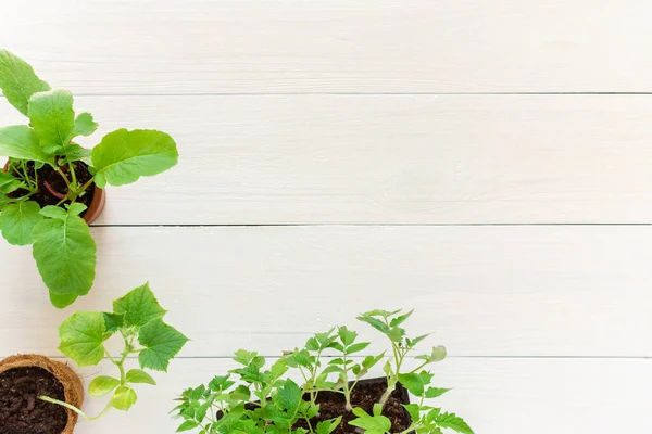 Saksıdaki bitkilerin taze yeşil fideleri