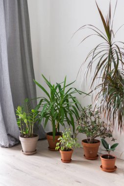Yucca aloifolia ve Ficus benjamina Kinky çiçekleri, Zamioculcas ve Crassula ovata ile Ficus, beyaz bir arka planda ev dekoratif bitkileri.