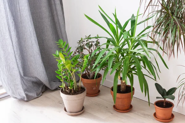 Beautiful Green Indoor Yucca Aloifolia Ficus Flower Zamioculcas Crassula Ovata — Stock Photo, Image