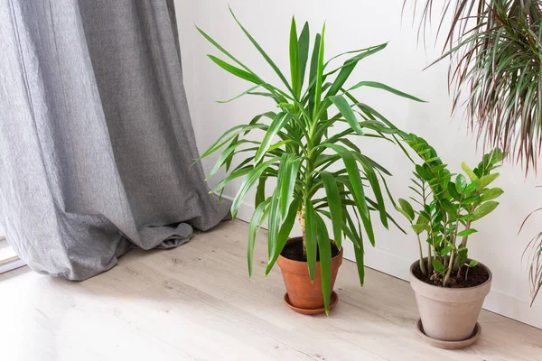 Yucca Aloifolia ve Zamioculcas çiçekleri. Beyaz bir duvarın arka planında ev dekoratif bitkiler.