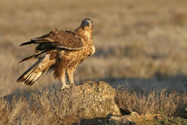 Bonellis Eagle 'ın iki yaşındaki dişisi. İlk kez açık renkte yüzen Aquila Fasciata.