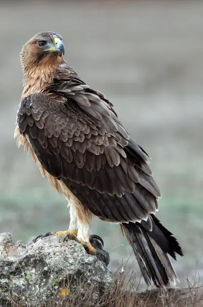 Een Jaar Oud Vrouwtje Van Bonellis Eagle Met Eerste Zonsopgang — Stockfoto