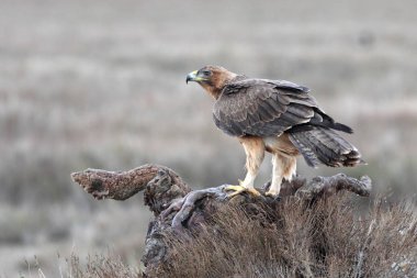 Bonellis Eagle 'ın bir yaşındaki dişisi ilk gün doğumu ışıklarıyla, Aquila fasciata