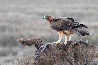 Bonellis Eagle 'ın bir yaşındaki dişisi ilk gün doğumu ışıklarıyla, Aquila fasciata