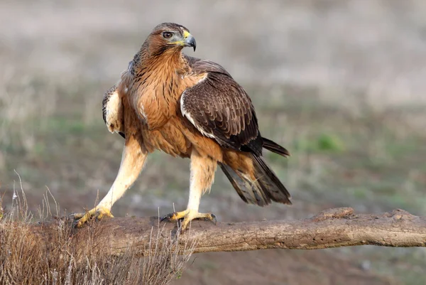 Jedna Letnia Samica Bonellis Eagle Pierwszymi Światłami Wschodu Słońca Aquila — Zdjęcie stockowe