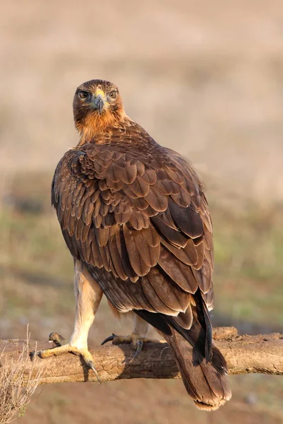 Een Jaar Oud Vrouwtje Van Bonellis Eagle Met Eerste Zonsopgang — Stockfoto