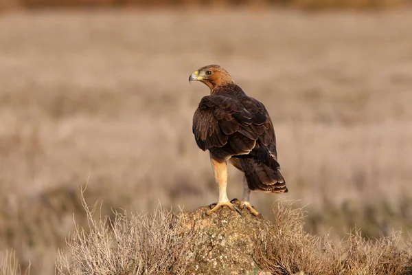 Mulher Ano Idade Bonellis Eagle Com Primeiras Luzes Nascer Sol — Fotografia de Stock