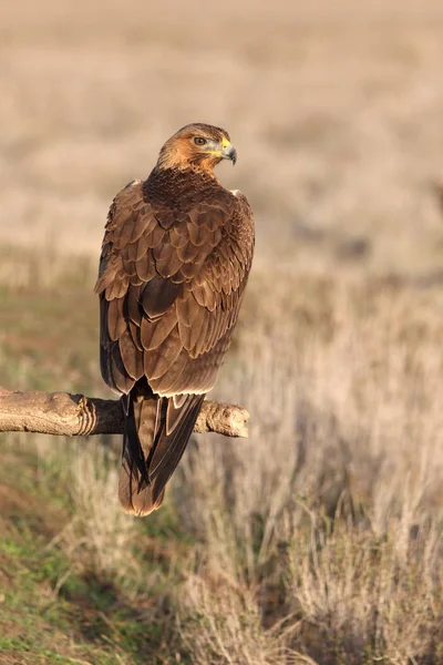 Ein Einjähriges Weibchen Des Bonellis Adlers Mit Den Ersten Sonnenaufgangslichtern — Stockfoto