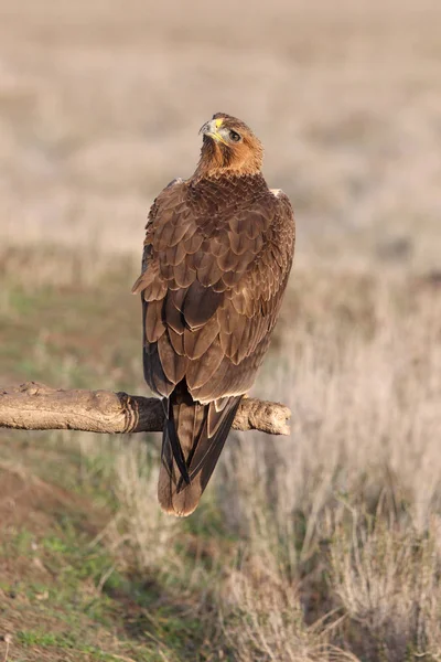 Jedna Letá Fenka Bonellis Eagle Prvním Svitem Aquila Fasciata — Stock fotografie