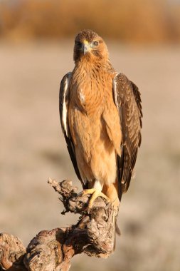 Bonellis Eagle 'ın bir yaşındaki dişisi ilk gün doğumu ışıklarıyla, Aquila fasciata