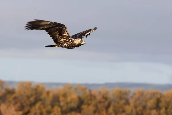 Pětiletá Fenka Španělského Císařského Orla Aquila Adalberti Ptáci Dravci — Stock fotografie