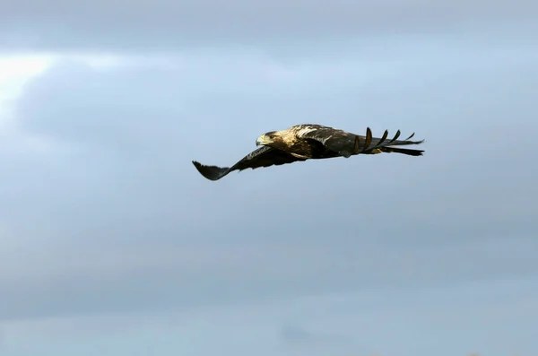 Hembra Cinco Años Edad Águila Imperial Española Volando Aquila Adalberti — Foto de Stock