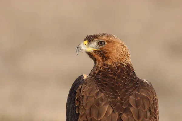 Jedna Letá Fenka Bonellis Eagle Prvním Svitem Aquila Fasciata — Stock fotografie