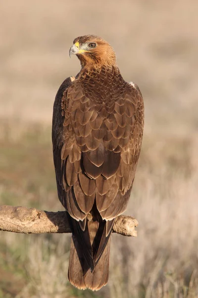 Jedna Letá Fenka Bonellis Eagle Prvním Svitem Aquila Fasciata — Stock fotografie