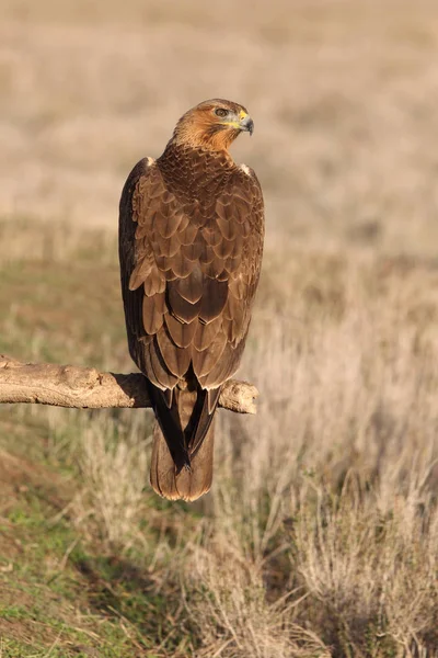 Mulher Ano Idade Bonellis Eagle Com Primeiras Luzes Nascer Sol — Fotografia de Stock