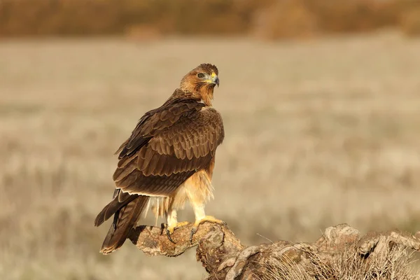 Jedna Letnia Samica Bonellis Eagle Pierwszymi Światłami Wschodu Słońca Aquila — Zdjęcie stockowe