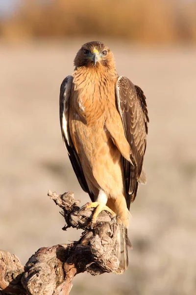 Jedna Letá Fenka Bonellis Eagle Prvním Svitem Aquila Fasciata — Stock fotografie