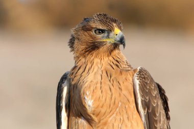 Bonellis Eagle 'ın bir yaşındaki dişisi ilk gün doğumu ışıklarıyla, Aquila fasciata