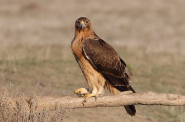 Bonellis Eagle 'ın bir yaşındaki dişisi ilk gün doğumu ışıklarıyla, Aquila fasciata