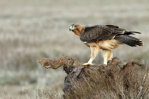 Mulher Ano Idade Bonellis Eagle Com Primeiras Luzes Nascer Sol — Fotografia de Stock