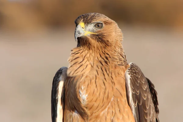 Mulher Ano Idade Bonellis Eagle Com Primeiras Luzes Nascer Sol — Fotografia de Stock