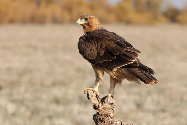 Bonellis Eagle Bir Yaşındaki Dişisi Ilk Gün Doğumu Işıklarıyla Aquila — Stok fotoğraf