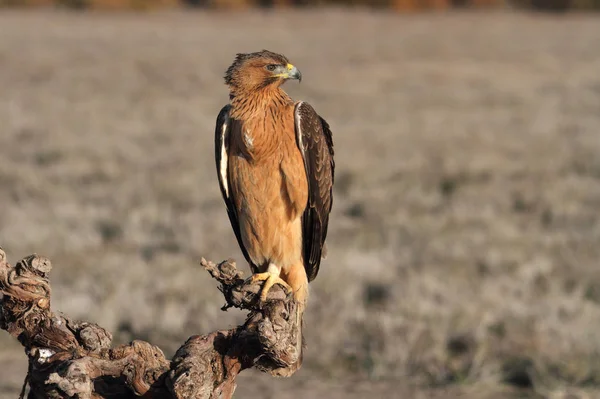 Ein Einjähriges Weibchen Des Bonellis Adlers Mit Den Ersten Sonnenaufgangslichtern — Stockfoto