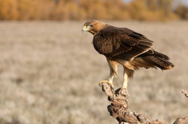 Bonellis Eagle 'ın bir yaşındaki dişisi ilk gün doğumu ışıklarıyla, Aquila fasciata