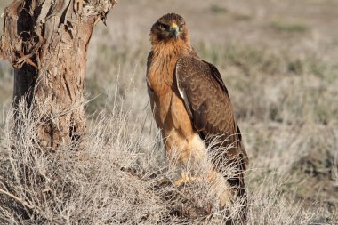 Bonellis Eagle 'ın bir yaşındaki dişisi ilk gün doğumu ışıklarıyla, Aquila fasciata