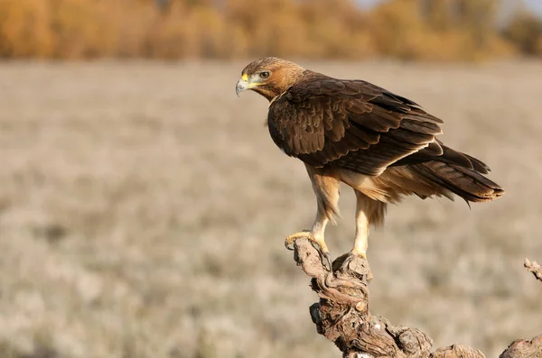 Mulher Ano Idade Bonellis Eagle Com Primeiras Luzes Nascer Sol — Fotografia de Stock