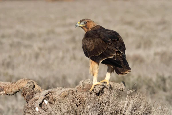 Mulher Ano Idade Bonellis Eagle Com Primeiras Luzes Nascer Sol — Fotografia de Stock