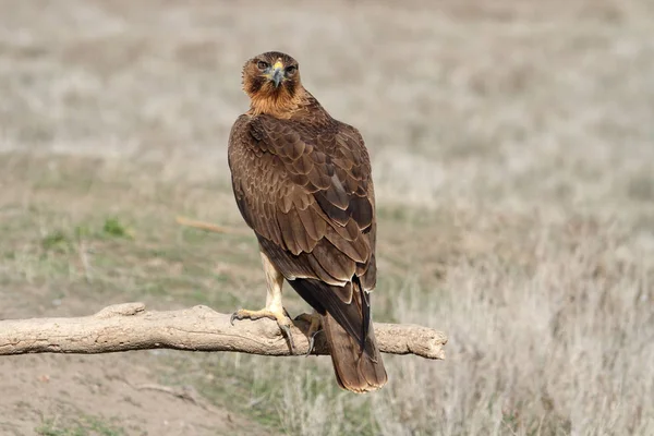 Gammal Hona Bonellis Eagle Med Första Soluppgången Ljus Aquila Fasciata — Stockfoto