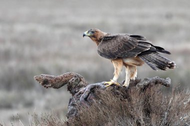 Bonelli Kartalı 'nın bir yaşındaki dişisi sabahın erken saatlerinde, Aquila fasciata