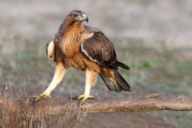 Bonelli Kartalı 'nın bir yaşındaki dişisi sabahın erken saatlerinde, Aquila fasciata