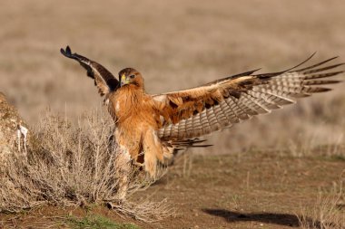 Bonelli Kartalı 'nın bir yaşındaki dişisi sabahın erken saatlerinde, Aquila fasciata