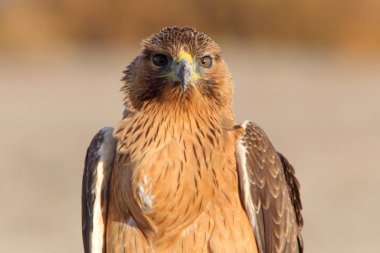 Bonelli Kartalı 'nın bir yaşındaki dişisi sabahın erken saatlerinde, Aquila fasciata