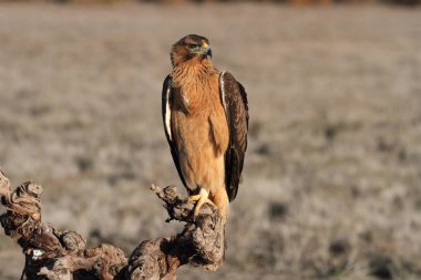 Bonelli Kartalı 'nın bir yaşındaki dişisi sabahın erken saatlerinde, Aquila fasciata