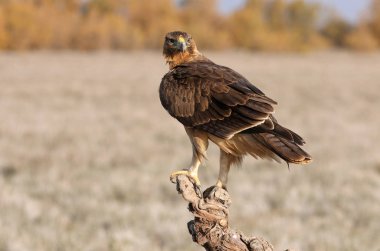Bonelli Kartalı 'nın bir yaşındaki dişisi sabahın erken saatlerinde, Aquila fasciata