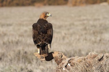 Bonelli Kartalı 'nın bir yaşındaki dişisi sabahın erken saatlerinde, Aquila fasciata