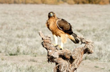 Bonelli Kartalı 'nın bir yaşındaki dişisi sabahın erken saatlerinde, Aquila fasciata