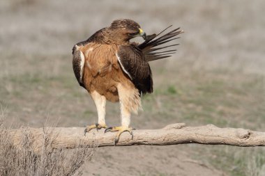 Bonelli Kartalı 'nın bir yaşındaki dişisi sabahın erken saatlerinde, Aquila fasciata
