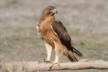Bonelli Kartalı 'nın bir yaşındaki dişisi sabahın erken saatlerinde, Aquila fasciata