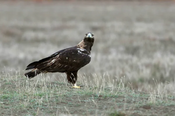Varón Adulto Águila Imperial Española Con Las Luces Del Primer —  Fotos de Stock