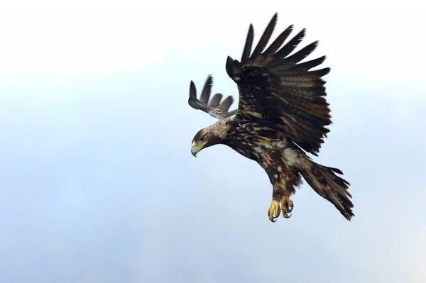 Five years old female of Spanish imperial eagle flying, Aquila adalberti, birds, raptors