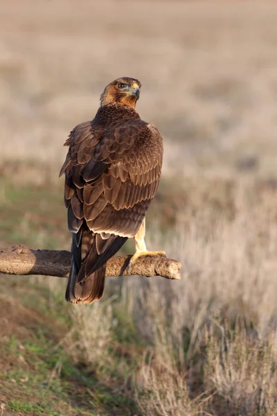 Годовалая Самка Орла Бондианы Ранним Утром Aquila Fasciata — стоковое фото