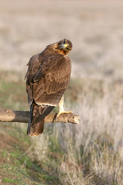 Jeden Rok Stará Fena Bonellis Eagle Časně Ráno Aquila Fasciata — Stock fotografie