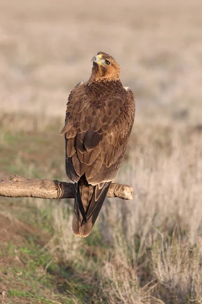 Jeden Rok Stará Fena Bonellis Eagle Časně Ráno Aquila Fasciata — Stock fotografie