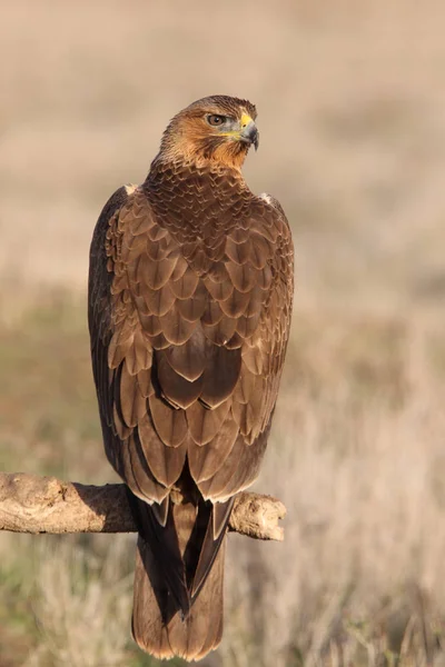 Jeden Rok Stará Fena Bonellis Eagle Časně Ráno Aquila Fasciata — Stock fotografie