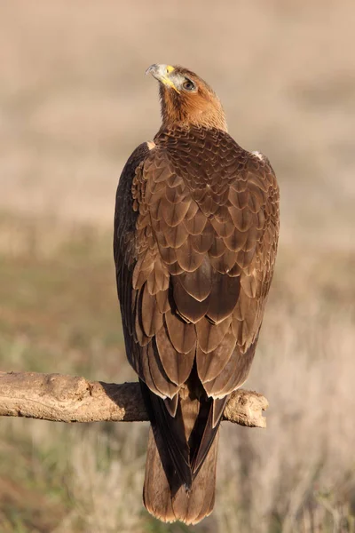 Een Jaar Oud Vrouwtje Van Bonellis Eagle Vroeg Ochtend Aquila — Stockfoto