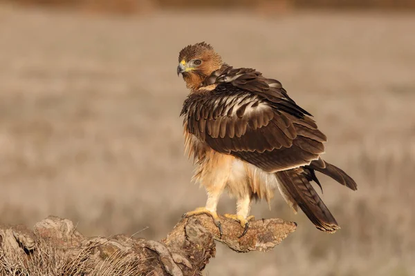 Bonelli Kartalı Nın Bir Yaşındaki Dişisi Sabahın Erken Saatlerinde Aquila — Stok fotoğraf